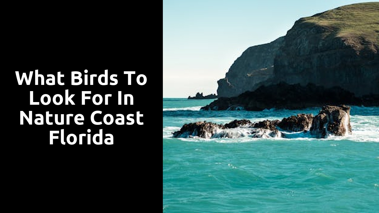 What Birds to Look for in Nature Coast Florida