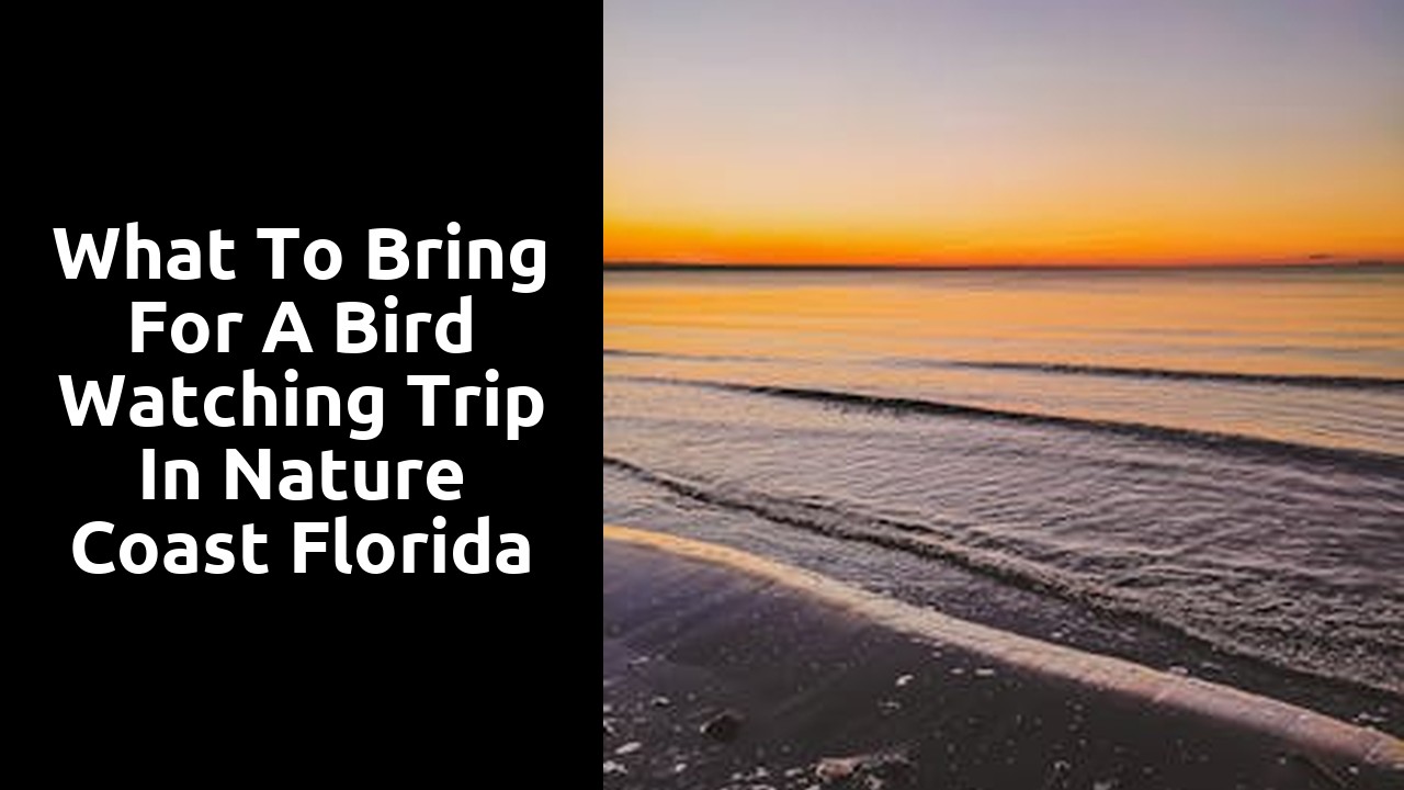 What to Bring for a Bird Watching Trip in Nature Coast Florida