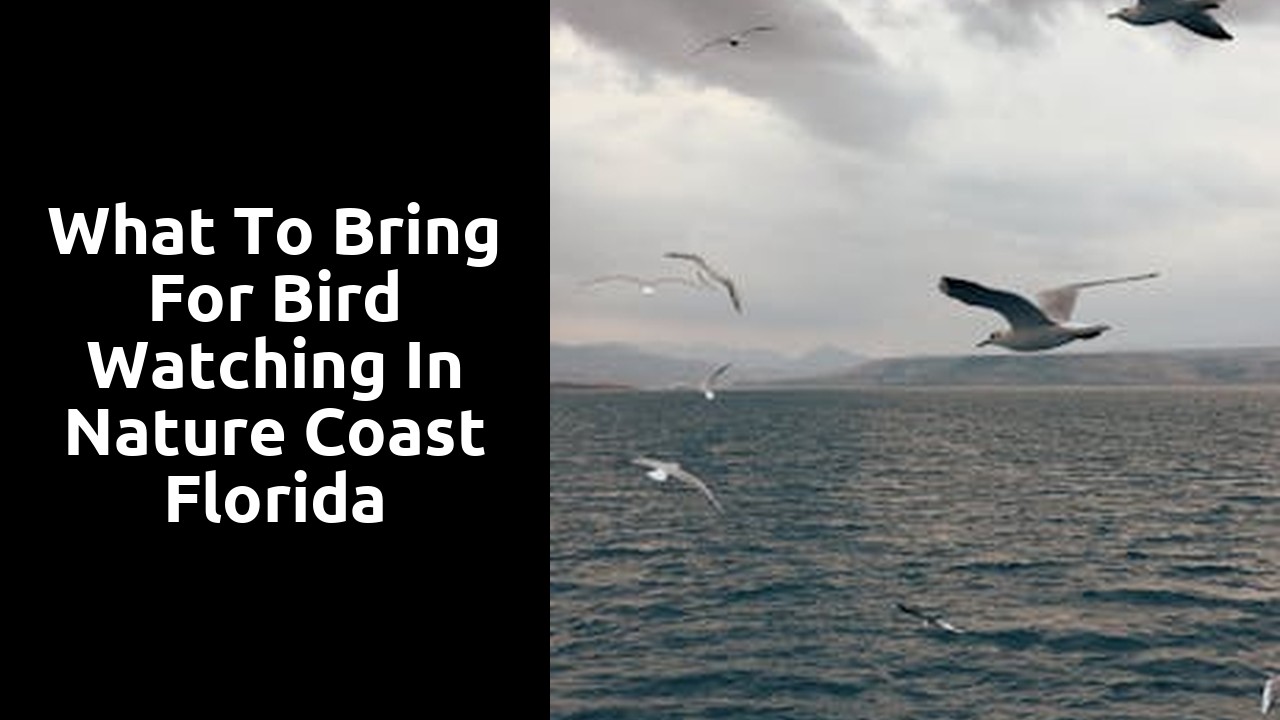 What to Bring for Bird Watching in Nature Coast Florida