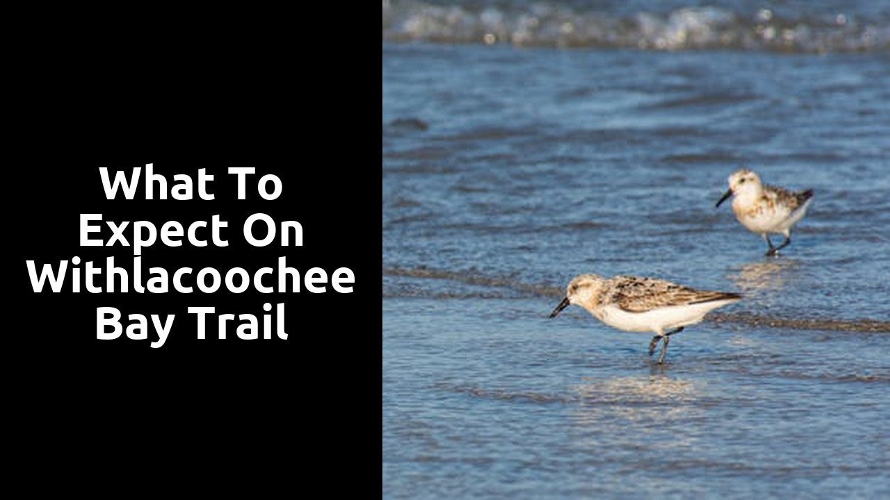 What to Expect on Withlacoochee Bay Trail